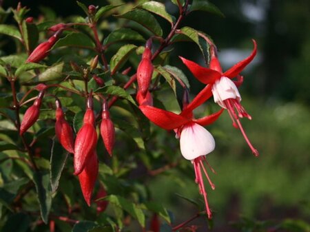 Fuchsia 'Madame Cornelissen' geen maat specificatie 0,55L/P9cm - afbeelding 2