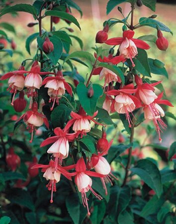 Fuchsia 'Madame Cornelissen' geen maat specificatie 0,55L/P9cm - afbeelding 3