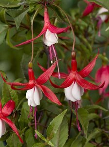 Fuchsia 'Madame Cornelissen' geen maat specificatie 0,55L/P9cm - afbeelding 4