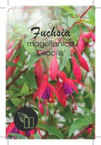 Fuchsia magellanica gracilis geen maat specificatie cont. 2,0L