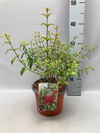 Fuchsia magellanica gracilis geen maat specificatie cont. 2,0L - afbeelding 2