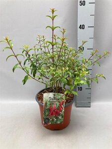 Fuchsia magellanica gracilis geen maat specificatie cont. 2,0L - afbeelding 2