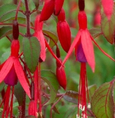 Fuchsia magellanica gracilis geen maat specificatie 0,55L/P9cm - afbeelding 1