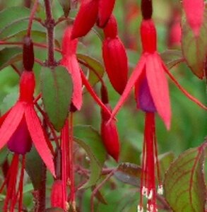 Fuchsia magellanica gracilis geen maat specificatie 0,55L/P9cm