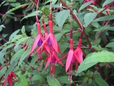 Fuchsia magellanica gracilis geen maat specificatie 0,55L/P9cm - afbeelding 2