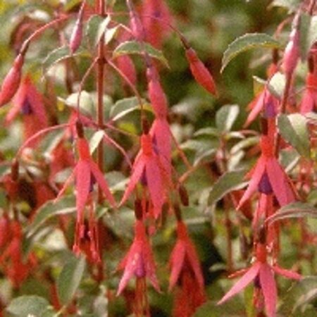 Fuchsia magellanica 'Riccartonii' geen maat specificatie 0,55L/P9cm - afbeelding 4