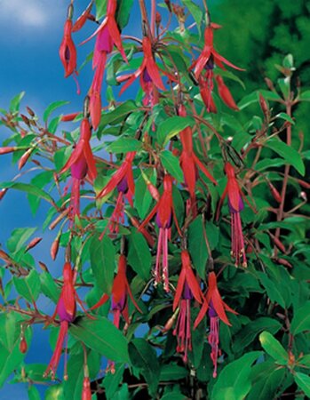 Fuchsia magellanica 'Riccartonii' geen maat specificatie 0,55L/P9cm - afbeelding 5