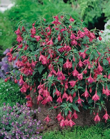 Fuchsia 'Tom Thumb' geen maat specificatie 0,55L/P9cm - afbeelding 2