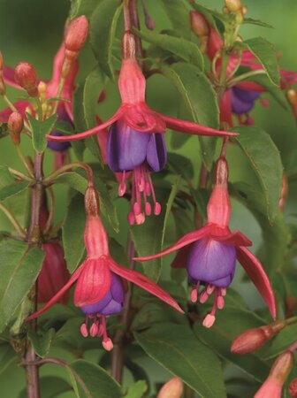 Fuchsia 'Tom Thumb' geen maat specificatie 0,55L/P9cm - afbeelding 3