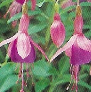 Fuchsia 'Tom Thumb' geen maat specificatie 0,55L/P9cm - afbeelding 4