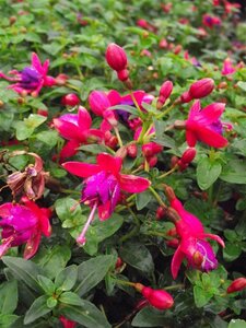 Fuchsia 'Tom Thumb' geen maat specificatie 0,55L/P9cm - afbeelding 5