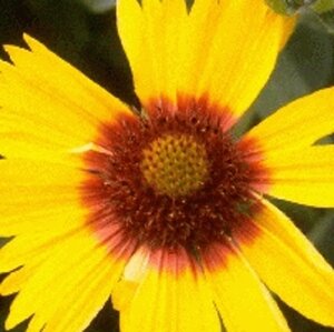 Gaillardia 'Bremen' geen maat specificatie 0,55L/P9cm - afbeelding 2