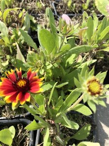 Gaillardia 'Kobold' geen maat specificatie 0,55L/P9cm