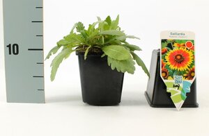Gaillardia 'Kobold' geen maat specificatie 0,55L/P9cm - afbeelding 4