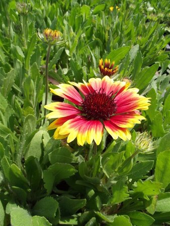 Gaillardia 'Kobold' geen maat specificatie 0,55L/P9cm - afbeelding 4