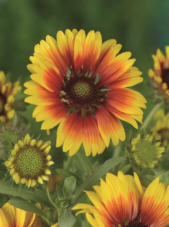 Gaillardia 'Kobold' geen maat specificatie 0,55L/P9cm - afbeelding 5