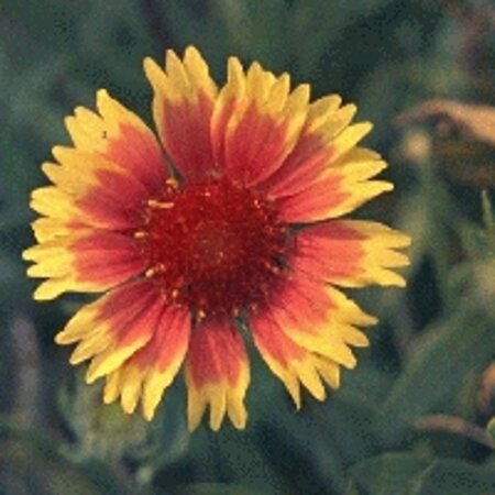 Gaillardia 'Kobold' geen maat specificatie 0,55L/P9cm - afbeelding 6
