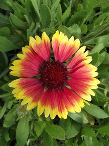 Gaillardia 'Kobold' geen maat specificatie 0,55L/P9cm - afbeelding 7