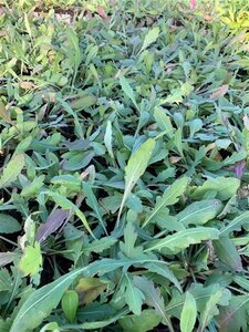 Gaillardia 'Kobold' geen maat specificatie 0,55L/P9cm - afbeelding 3