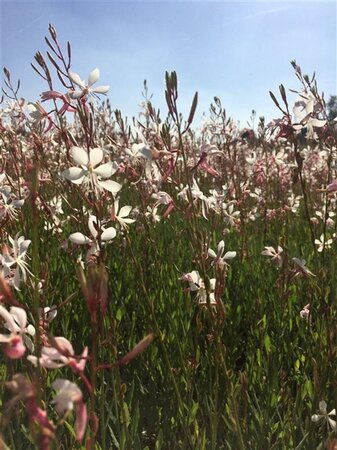 Gaura l. 'Elurra' geen maat specificatie 0,55L/P9cm - afbeelding 1