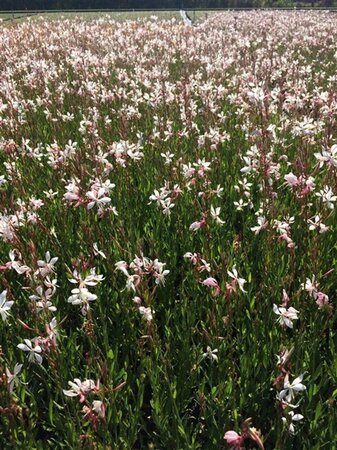Gaura l. 'Elurra' geen maat specificatie 0,55L/P9cm - afbeelding 2