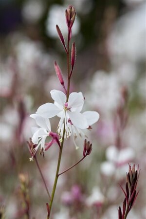 Gaura lindheimeri geen maat specificatie 0,55L/P9cm - afbeelding 12