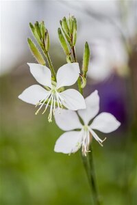Gaura lindheimeri geen maat specificatie 0,55L/P9cm - afbeelding 11