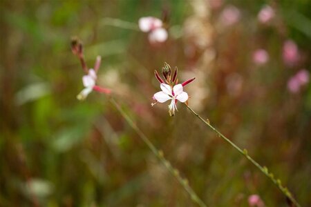 Gaura lindheimeri geen maat specificatie 0,55L/P9cm - afbeelding 10