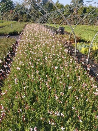 Gaura lindheimeri geen maat specificatie 0,55L/P9cm - afbeelding 8