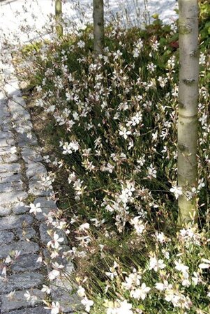 Gaura lindheimeri geen maat specificatie 0,55L/P9cm - afbeelding 6
