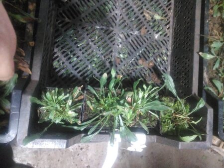 Gaura lindheimeri geen maat specificatie 0,55L/P9cm - afbeelding 2