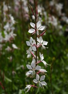 Gaura lindheimeri geen maat specificatie 0,55L/P9cm - afbeelding 9