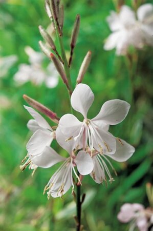 Gaura lindheimeri geen maat specificatie 0,55L/P9cm - afbeelding 2