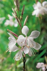 Gaura lindheimeri geen maat specificatie 0,55L/P9cm - afbeelding 2