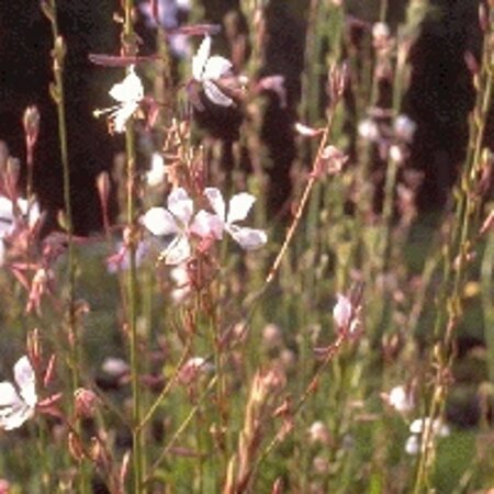 Gaura lindheimeri geen maat specificatie 0,55L/P9cm - afbeelding 13