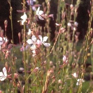 Gaura lindheimeri geen maat specificatie 0,55L/P9cm - afbeelding 13