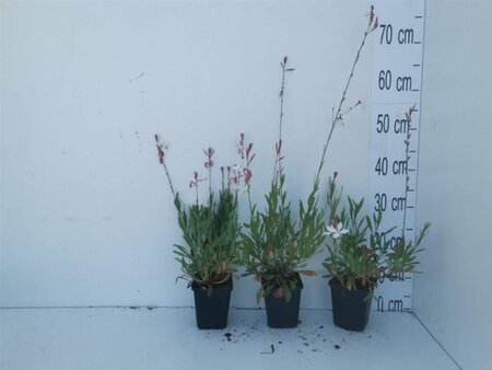 Gaura lindheimeri geen maat specificatie 0,55L/P9cm - afbeelding 7