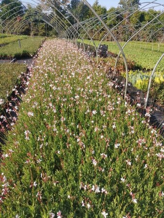 Gaura lindheimeri geen maat specificatie 0,55L/P9cm - afbeelding 4