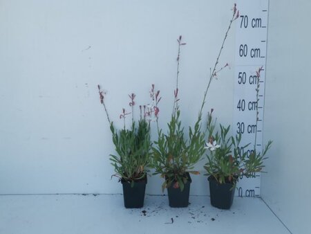 Gaura lindheimeri geen maat specificatie 0,55L/P9cm - afbeelding 3