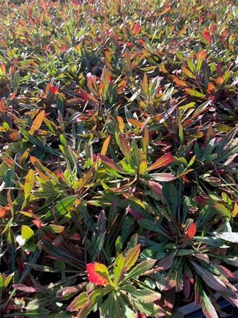 Gaura lindheimeri geen maat specificatie 0,55L/P9cm - afbeelding 13