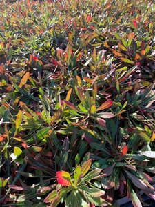 Gaura lindheimeri geen maat specificatie 0,55L/P9cm - afbeelding 13