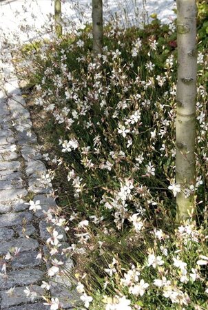 Gaura lindheimeri geen maat specificatie 0,55L/P9cm - afbeelding 11