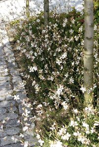 Gaura lindheimeri geen maat specificatie 0,55L/P9cm - afbeelding 11