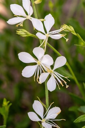 Gaura l. 'Snowbird' geen maat specificatie 0,55L/P9cm - afbeelding 2