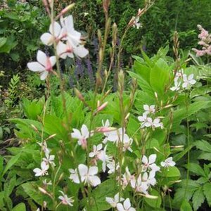 Gaura l. 'Snowstorm' geen maat specificatie 0,55L/P9cm