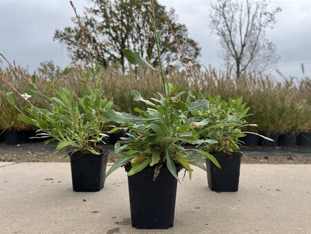 Gaura l. 'Snowstorm' geen maat specificatie 0,55L/P9cm