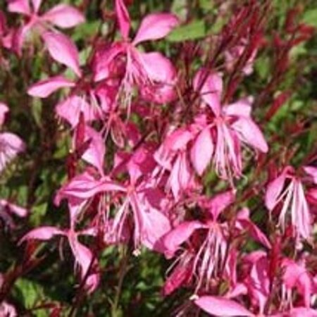 Gaura l. 'Tutti Frutti' geen maat specificatie 0,55L/P9cm