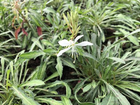 Gaura l. 'White Dove' geen maat specificatie 0,55L/P9cm - image 2