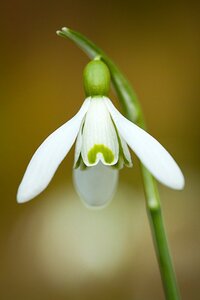 Galanthus nivalis geen maat specificatie 0,55L/P9cm