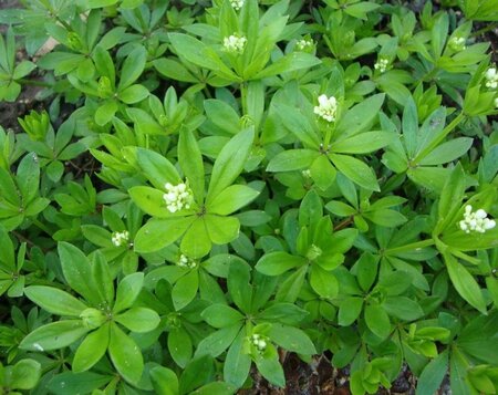 Galium odoratum geen maat specificatie 0,55L/P9cm - afbeelding 2